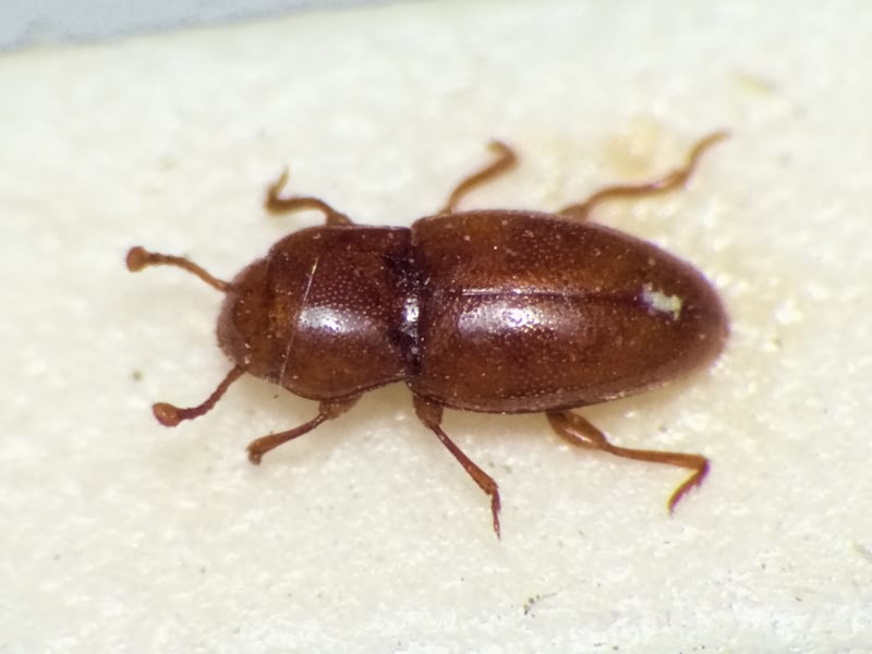 Merophysia striatella Reitter, 1890